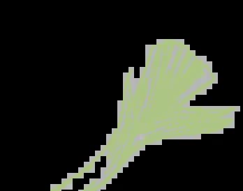 leek